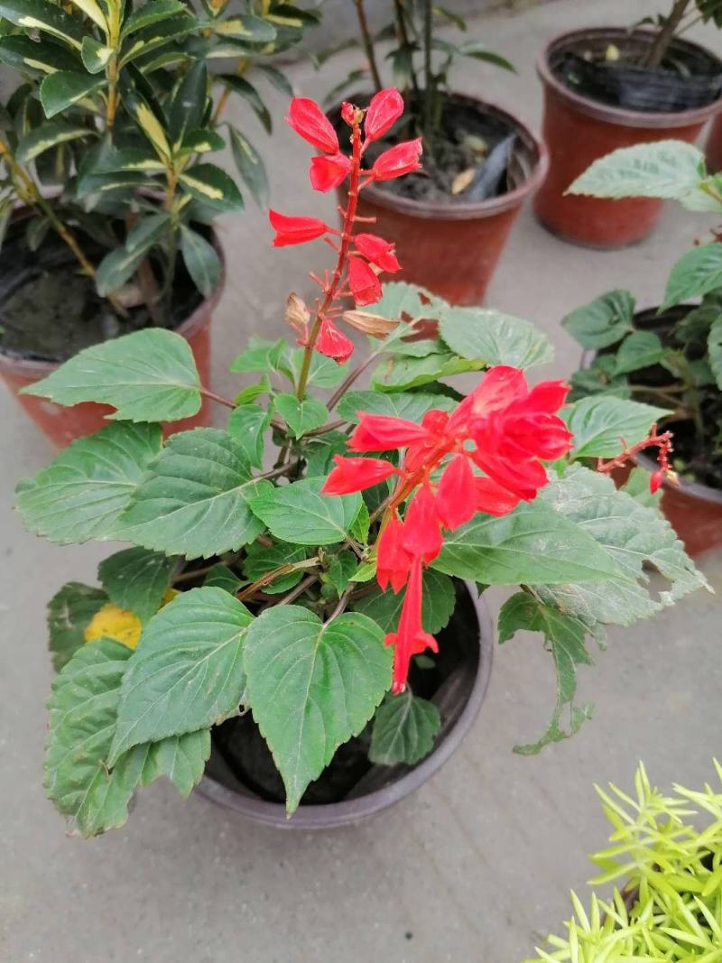 一串红杯苗，一串红价格多少，一串红成都基地