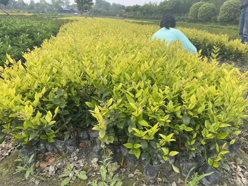 自家苗圃供应金森女贞杯苗小杯大杯基地直销一手货源