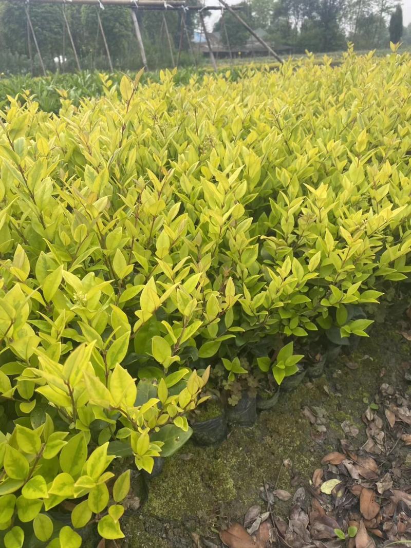 自家苗圃供应金森女贞杯苗小杯大杯基地直销一手货源