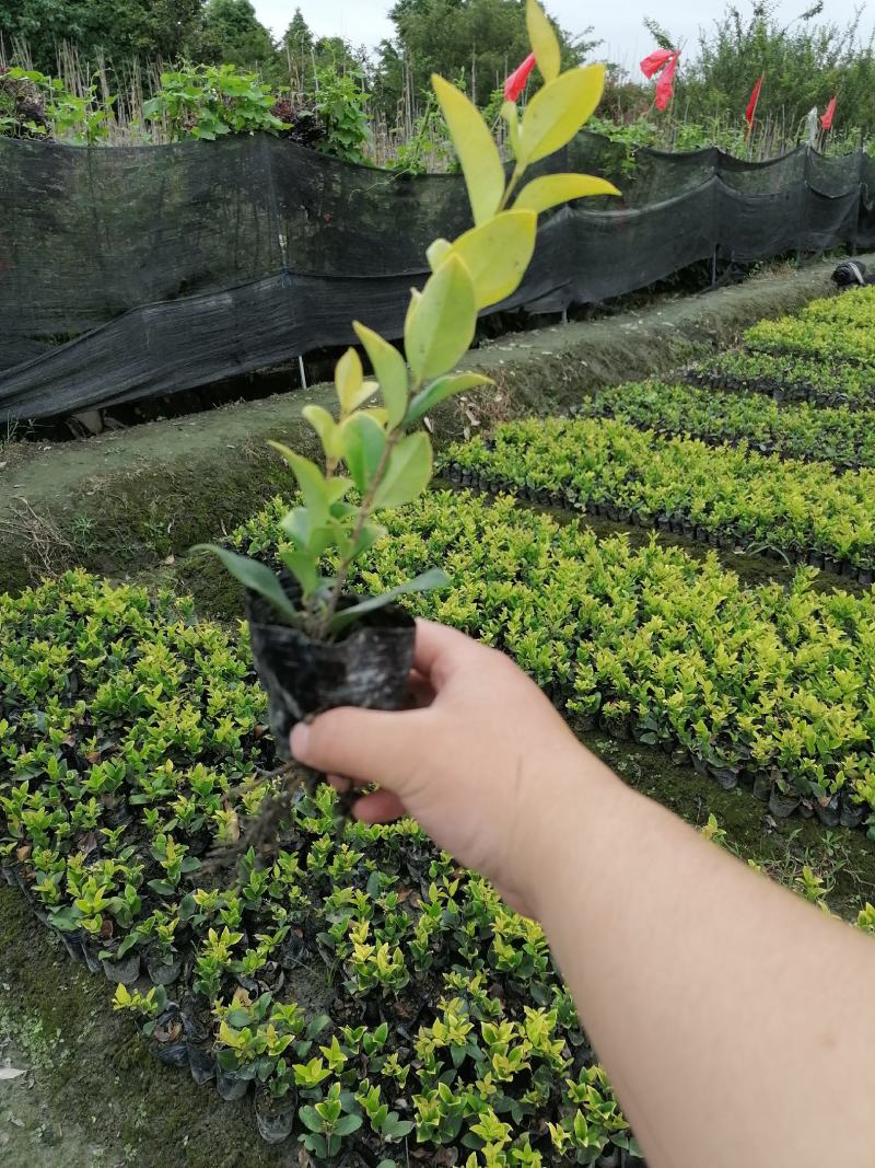 自家苗圃供应金森女贞杯苗小杯大杯基地直销一手货源