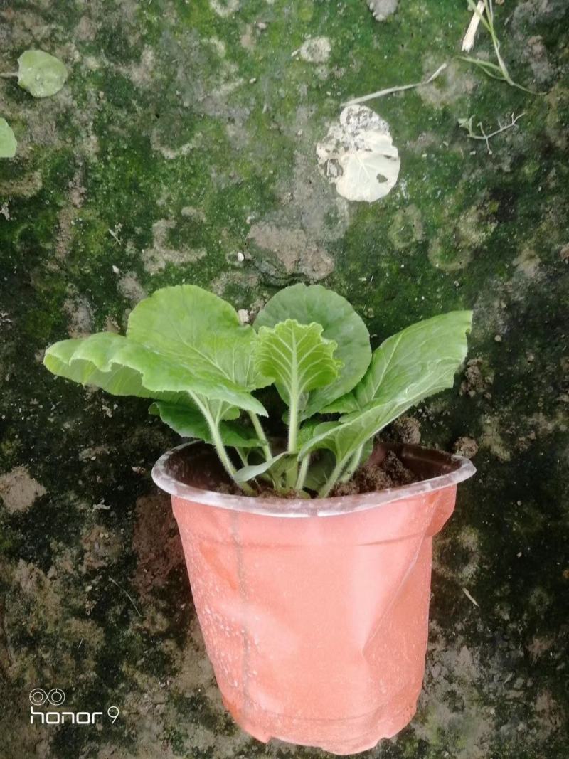 大花樱草杯苗，大花樱草图片，大花樱花价格多少成都基地
