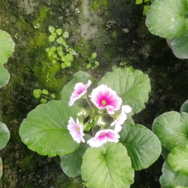 大花樱草杯苗，大花樱草图片，大花樱花价格多少成都基地