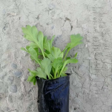 虞美人成都基地，虞美人图片，虞美人介绍，
