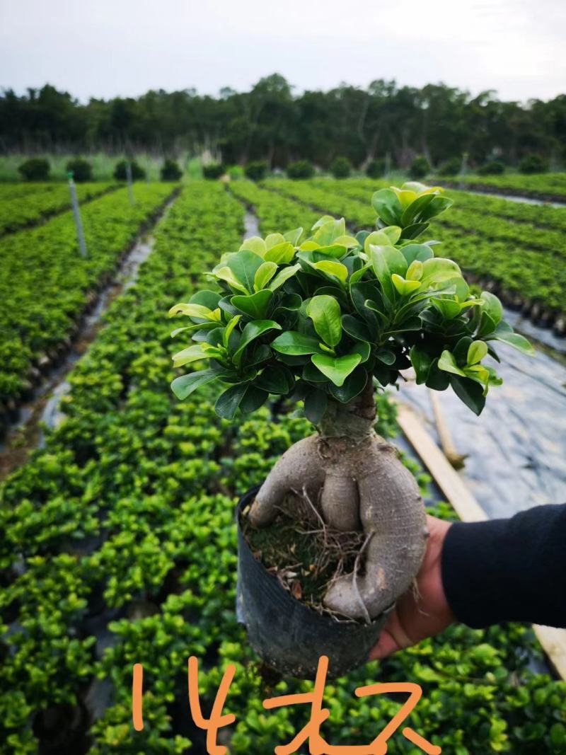 人参榕树盆景，地瓜榕树盆景，小叶榕盆景，室内绿植盆栽榕树