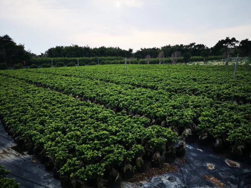 人参榕树盆景，地瓜榕树盆景，小叶榕盆景，室内绿植盆栽榕树