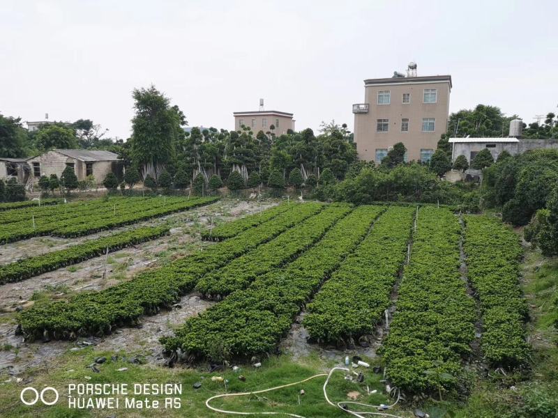 人参榕树盆景，地瓜榕树盆景，小叶榕盆景，室内绿植盆栽榕树