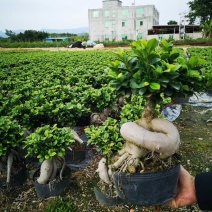 人参榕树盆景，地瓜榕树盆景，小叶榕盆景，室内绿植盆栽榕树