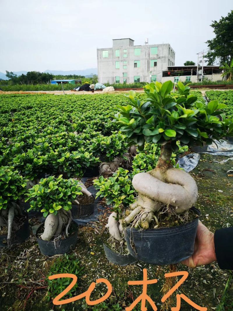 人参榕树盆景，地瓜榕树盆景，小叶榕盆景，室内绿植盆栽榕树