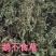 鹅不食草可打粉专营中药批发