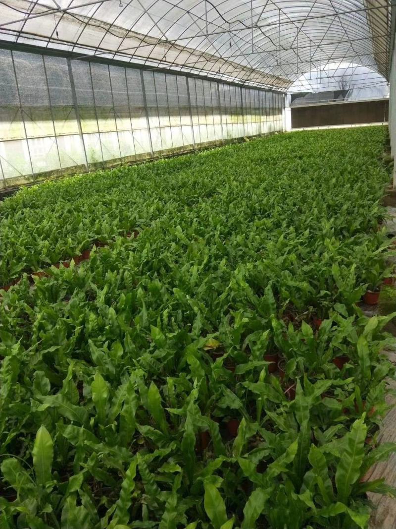 山苏叶蔬菜/精品养生菜，广东省包邮！1件20斤起发货。