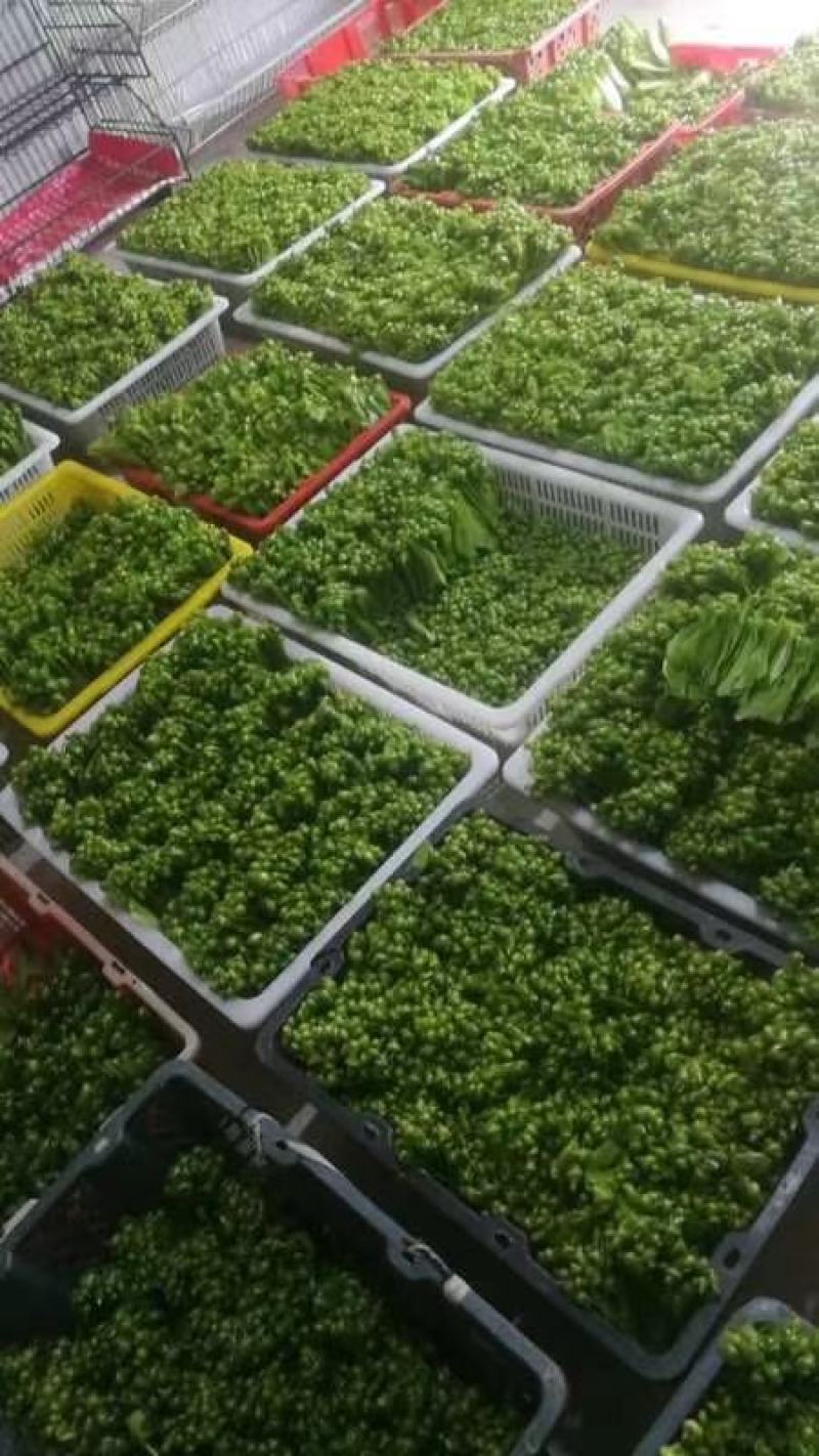 山苏叶蔬菜/精品养生菜，广东省包邮！1件20斤起发货。