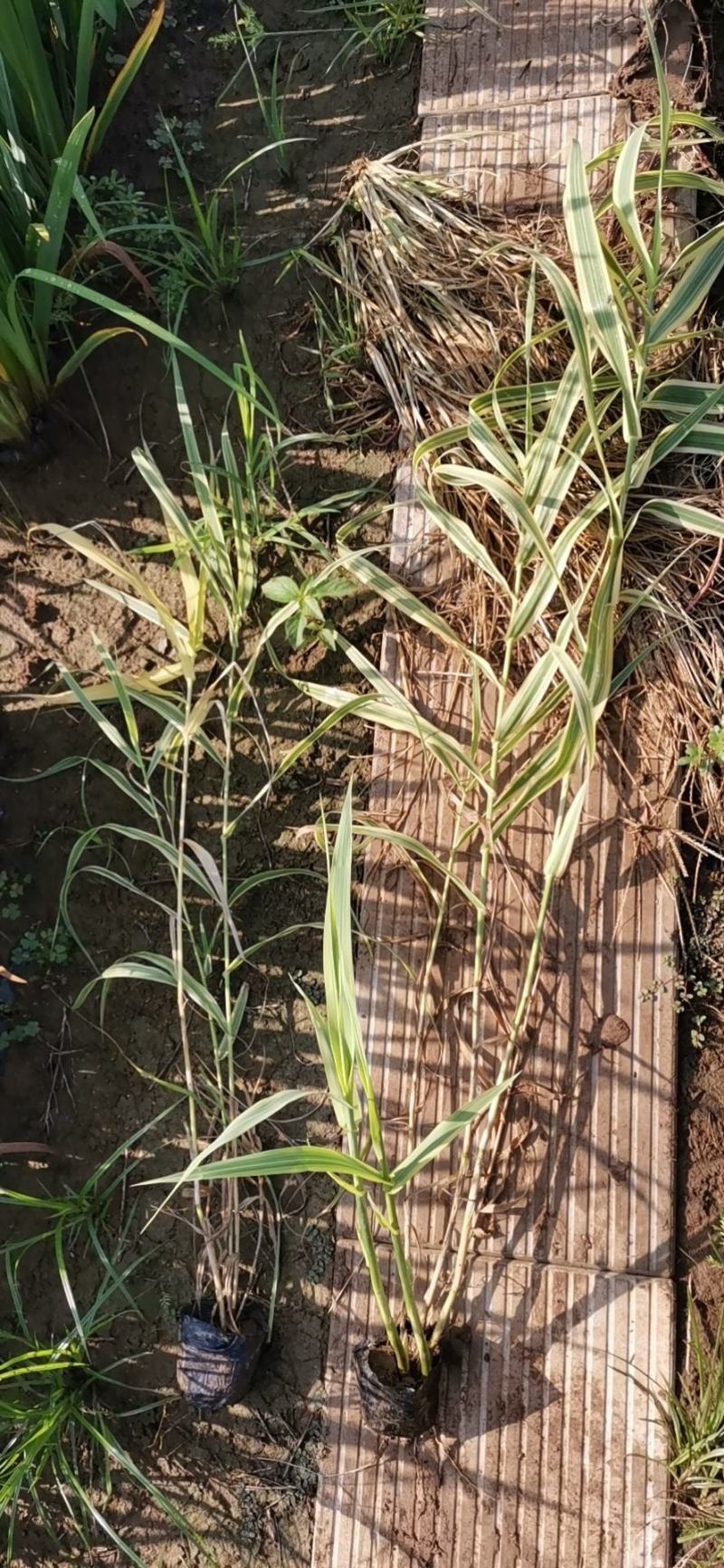 花叶芦竹芦竹营养杯苗量大可优惠量大产地直发