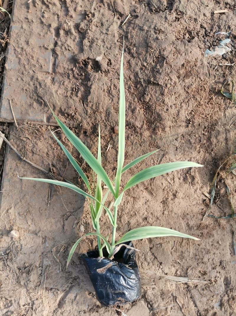 花叶芦竹芦竹营养杯苗量大可优惠量大产地直发