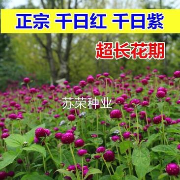 千日红种子千日紫粉黄观花种子百日红火球花景观绿化花卉种子