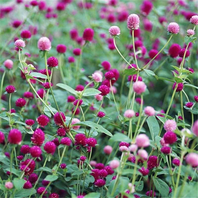 千日红种子千日紫粉黄观花种子百日红火球花景观绿化花卉种子
