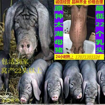 母猪太湖原种母猪苏太杜洛克二元三元长白长太梅山活体