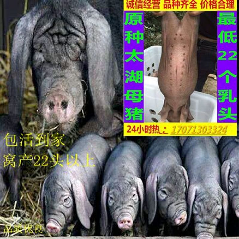 母猪太湖原种母猪苏太杜洛克二元三元长白长太梅山活体