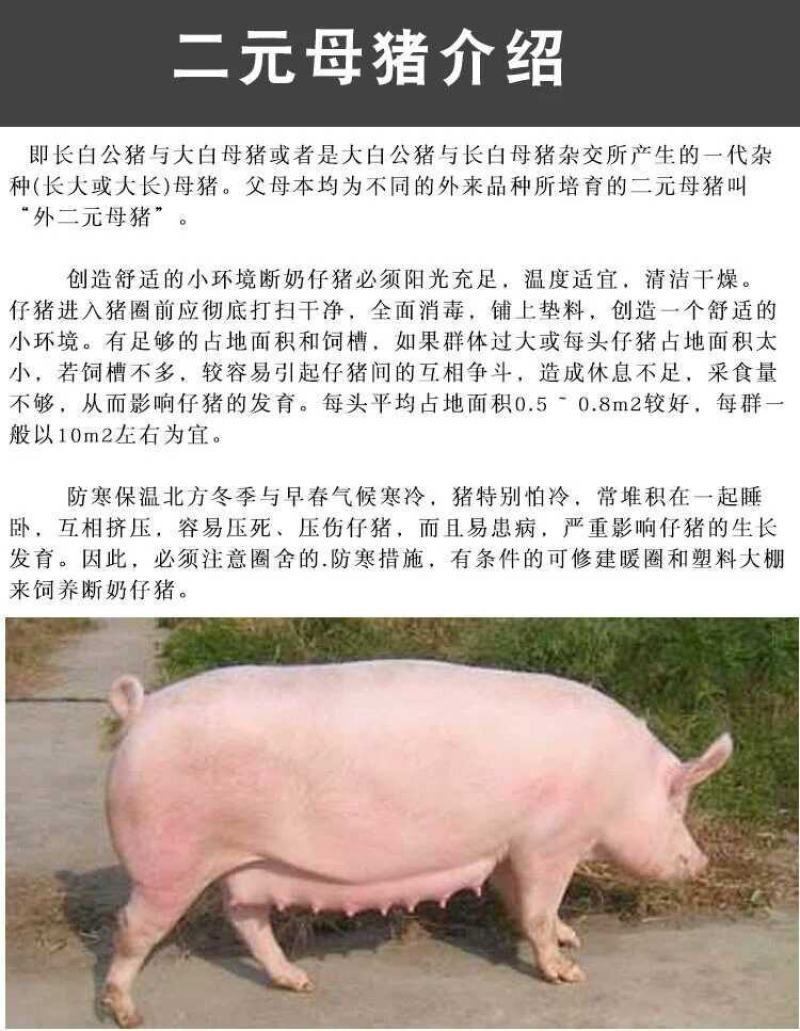 母猪太湖原种母猪苏太杜洛克二元三元长白长太梅山活体