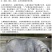 母猪太湖原种母猪苏太杜洛克二元三元长白长太梅山活体