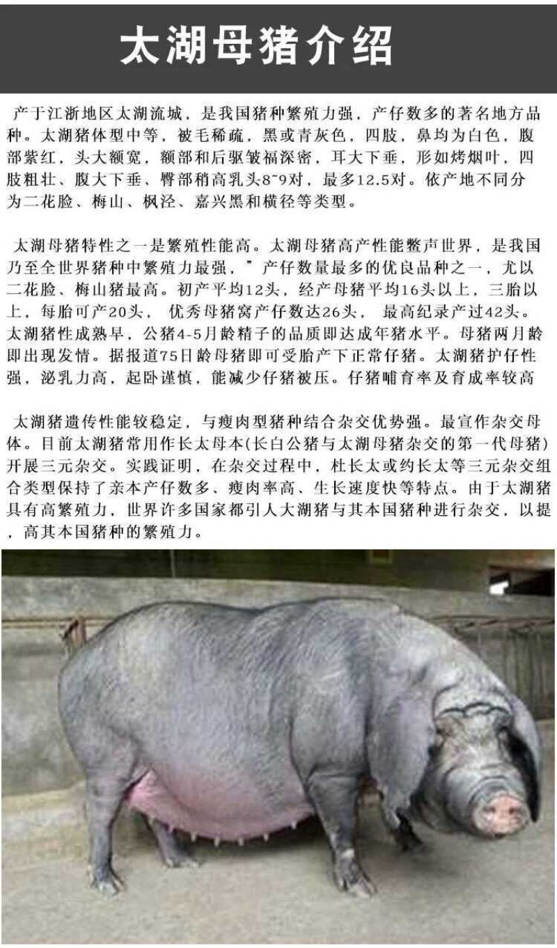 母猪太湖原种母猪苏太杜洛克二元三元长白长太梅山活体
