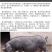 母猪太湖原种母猪苏太杜洛克二元三元长白长太梅山活体