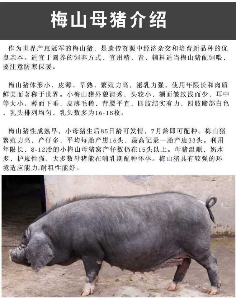 母猪太湖原种母猪苏太杜洛克二元三元长白长太梅山活体