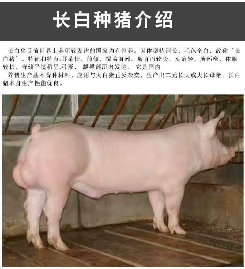 母猪太湖原种母猪苏太杜洛克二元三元长白长太梅山活体