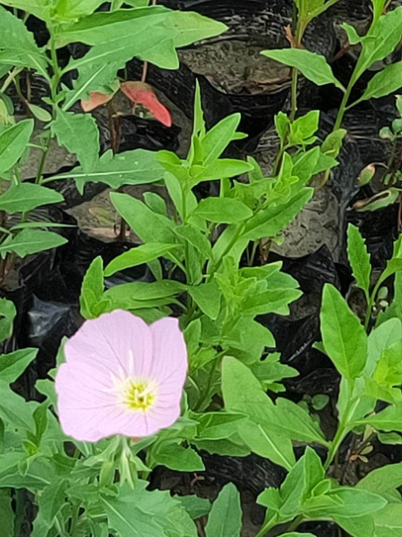 美丽月见草小杯杯苗，美丽月见草成都基地实拍