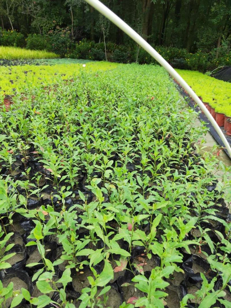 美丽月见草小杯杯苗，美丽月见草成都基地实拍