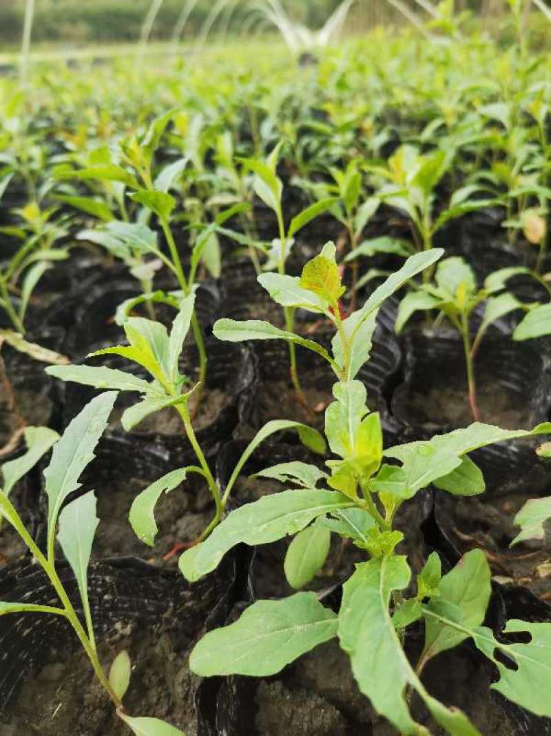 美丽月见草小杯杯苗，美丽月见草成都基地实拍
