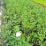 美丽月见草小杯杯苗，美丽月见草成都基地实拍