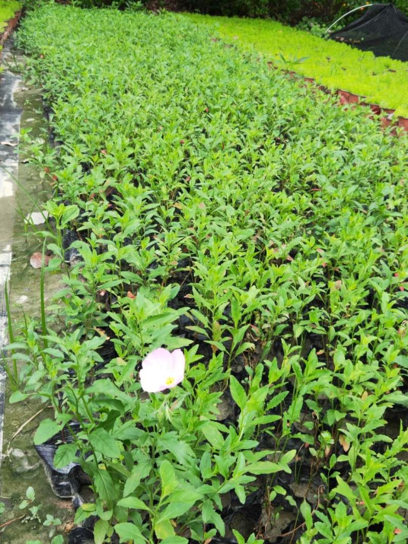 美丽月见草小杯杯苗，美丽月见草成都基地实拍