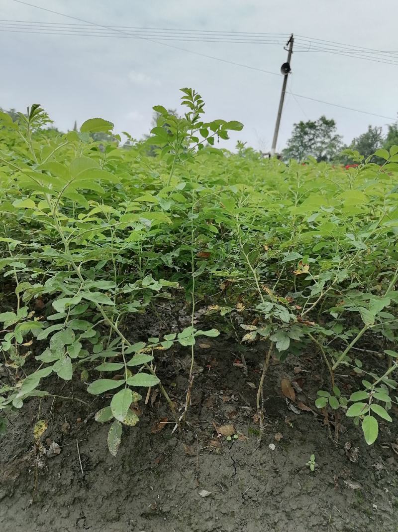 四季玫瑰地苗，四季玫瑰成都基地，四季玫瑰价格多少