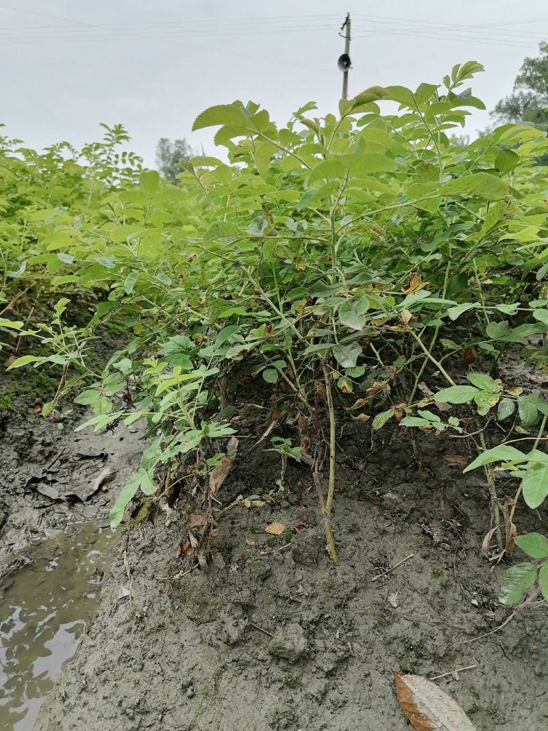 四季玫瑰地苗，四季玫瑰成都基地，四季玫瑰价格多少