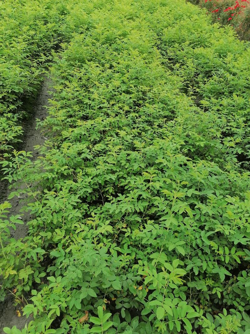 四季玫瑰地苗，四季玫瑰成都基地，四季玫瑰价格多少