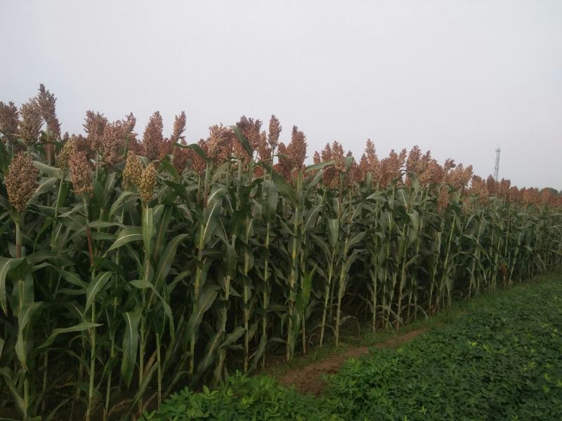 高粱米自己在家里种植的