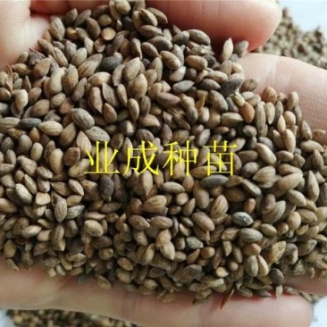 松树种子马尾松种子林木种子