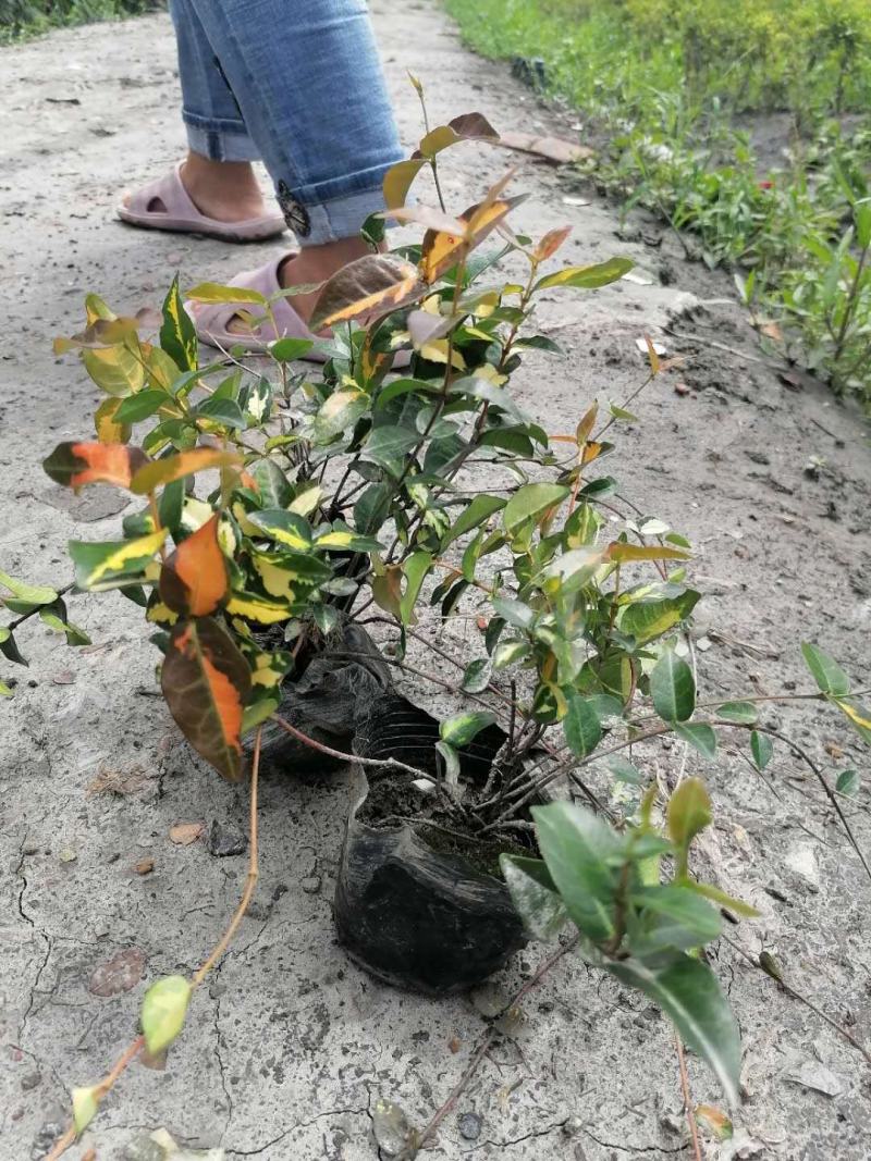 金叶络石杯苗价格，金叶络石成都基地实拍，