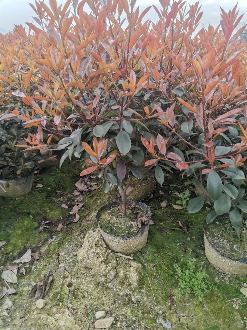 精品红叶石楠大桶大量出售