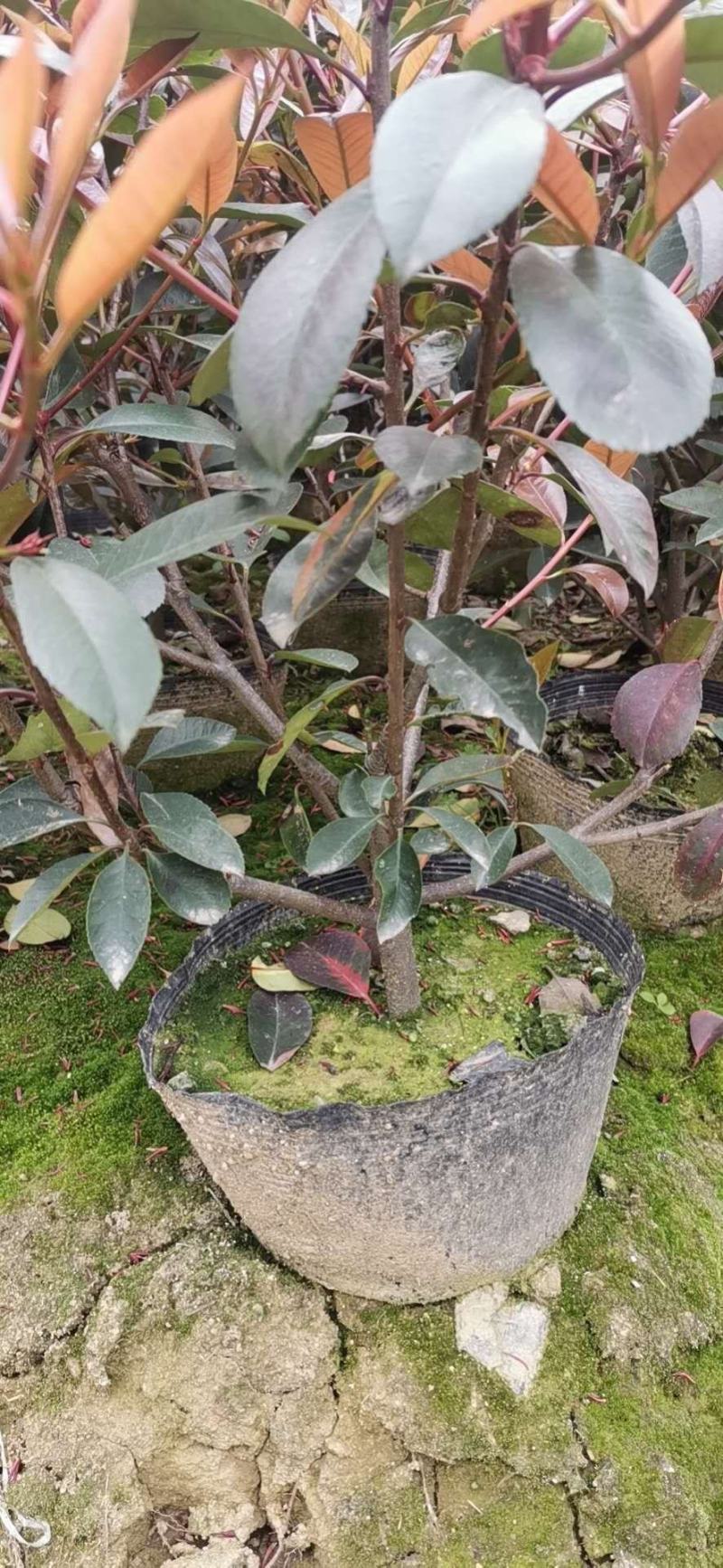 精品红叶石楠大桶大量出售