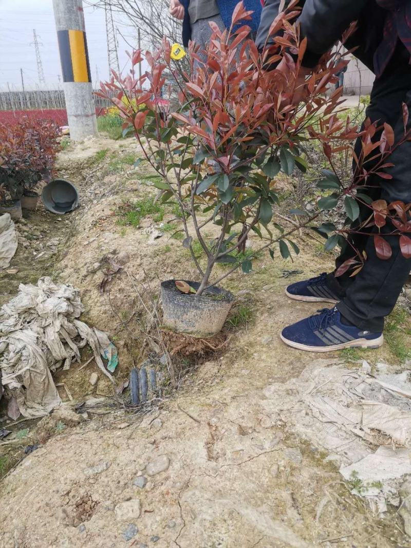 精品红叶石楠大桶大量出售