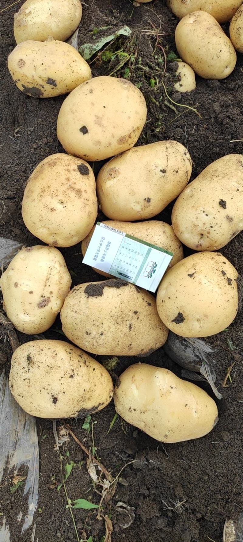 【大量上市】黑龙江实验一土豆尤金885黑龙江土豆黄皮黄心