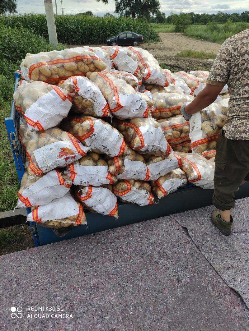 【大量上市】黑龙江实验一土豆尤金885黑龙江土豆黄皮黄心