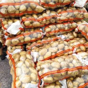 【大量上市】黑龙江实验一土豆尤金885黑龙江土豆黄皮黄心