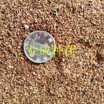 速生桉树种子29桉树3229巨尾桉树