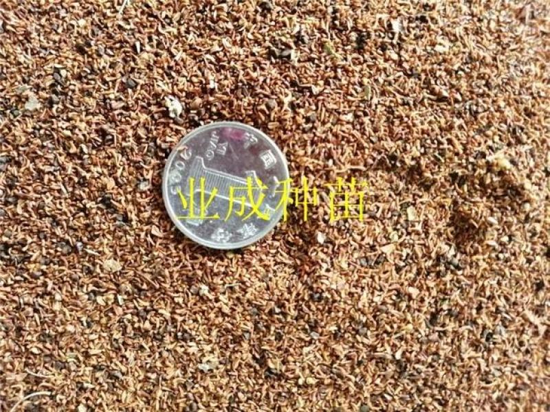 速生桉树种子29桉树3229巨尾桉树