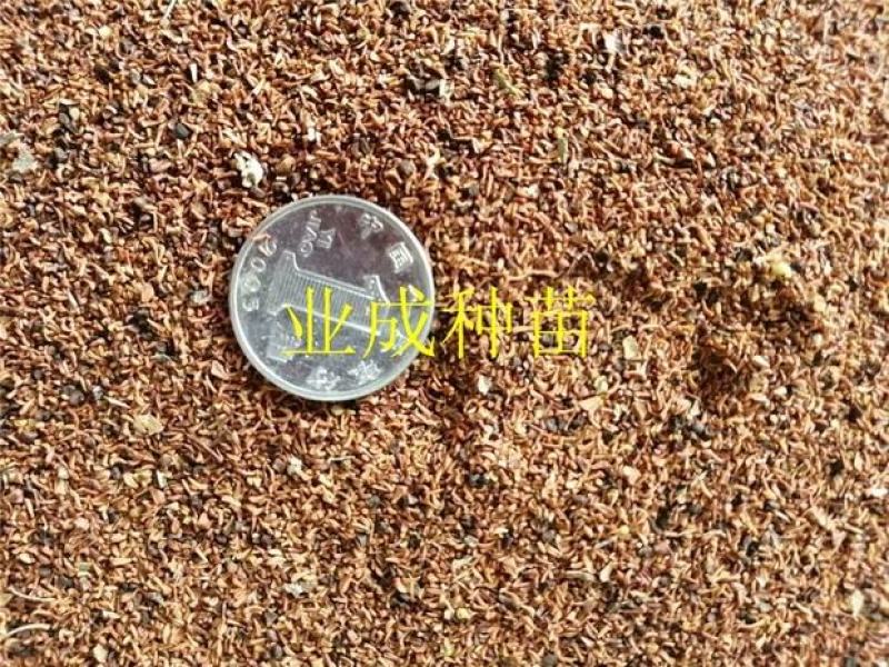 速生桉树种子29桉树3229巨尾桉树