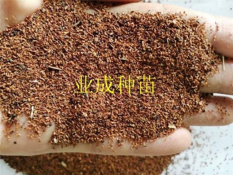 速生桉树种子29桉树3229巨尾桉树