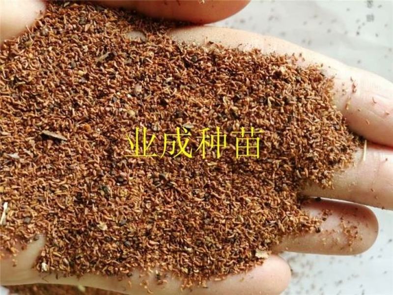 速生桉树种子29桉树3229巨尾桉树
