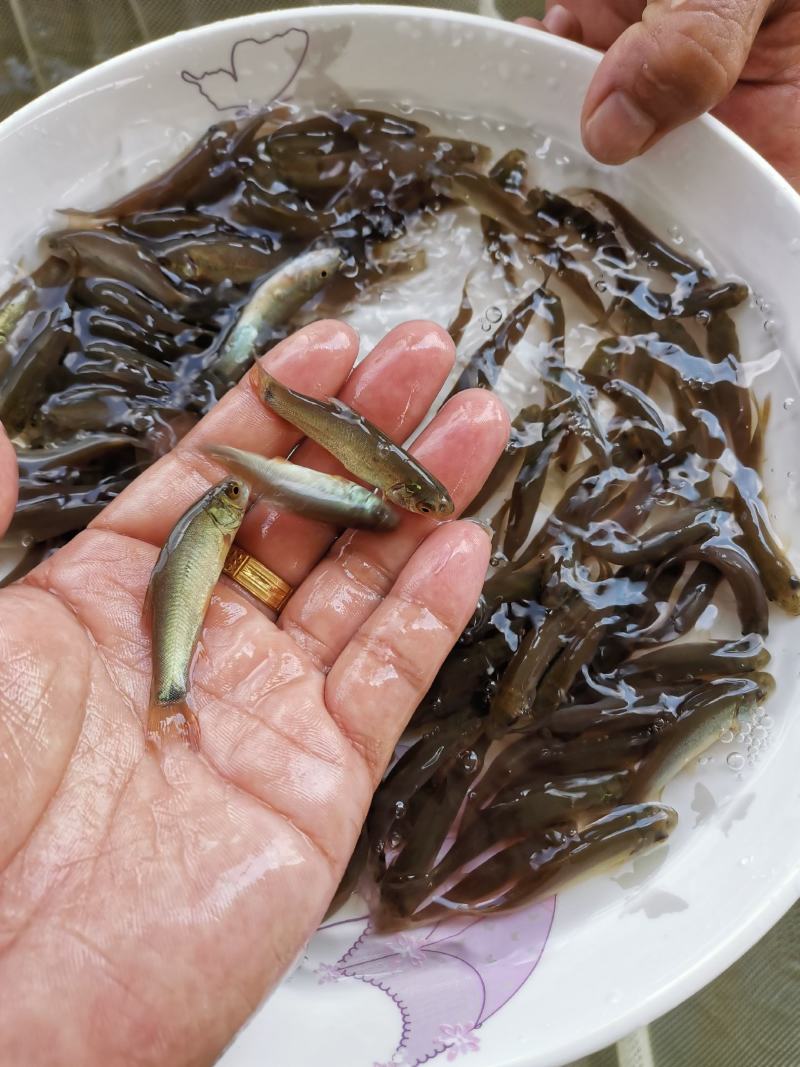 优质丁桂鱼苗，提供养殖技术支持
